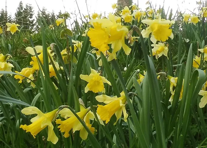 Avec Garage Et Local Velos Au Pied Des Pistes De - Fr-1-589-127 Prázdninový dům La Bresse
